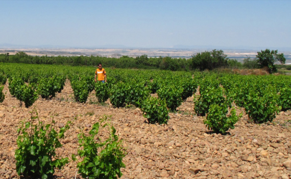 Weinanbau - Bodegas Aldonia