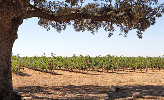 Weinanbau Ⓒ Finca Buenavista Bodegas y Viñedos Illana S.L.